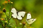 Our group, with 2 jeeps, has around 15 people in each vehicle. When the other one was stuck somewhere going to our jump-off point, it was when I saw some butterflies nearby and captured them first while the others ate their lunch.: by ejlsquared, Views[306]