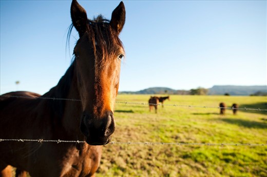 The livestock in the region have some of the best views in the country. This inquisitive horse is typical of the laid-back nature of the animal residents.