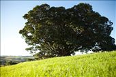 A massive fig tree overlooks nearby farmland, a common scene through out Kiama. Clear skies and vivid green grass can be seen year-round.: by ekfaerie, Views[1040]