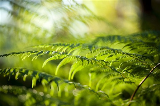 Regular rainfall and a temperate climate means the vegetation of the area is lush and sustains a wide variety of native birds and wildlife.