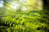 Regular rainfall and a temperate climate means the vegetation of the area is lush and sustains a wide variety of native birds and wildlife.: by ekfaerie, Views[848]