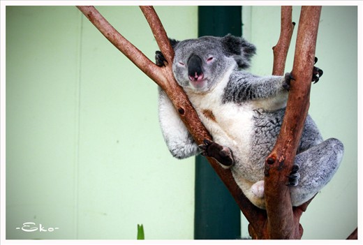 lazy koala