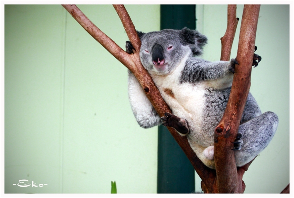 lazy koala