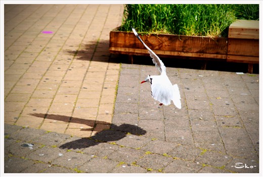 A Shadow of a Landing Dove