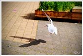 A Shadow of a Landing Dove: by ekocahyono, Views[329]