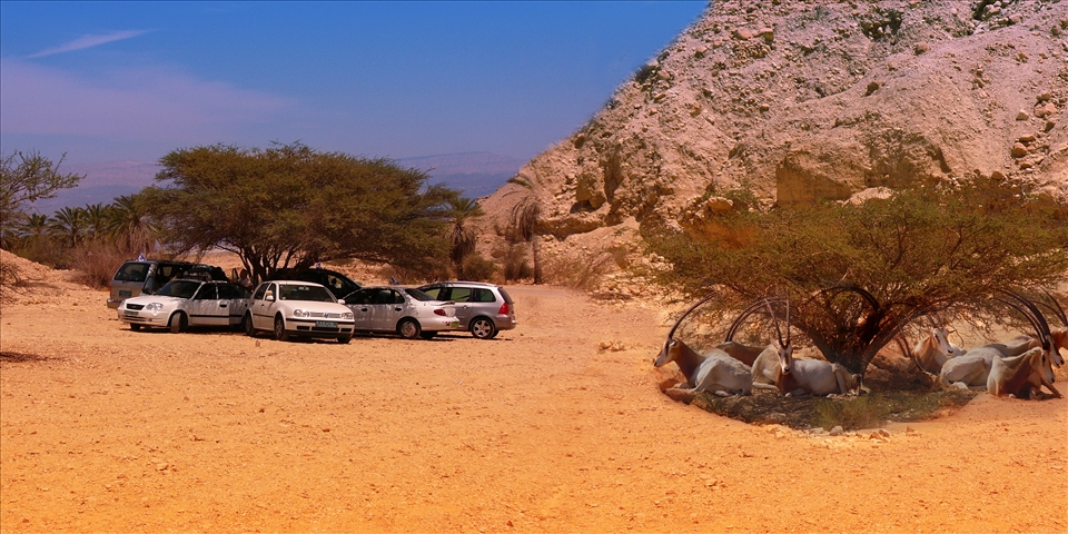 Sekking shades - men and animals