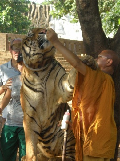 I visited Thailand in October 2012, to see the wonders  of its culture. 

It is a culture that has formulated itself over the years to adapt the the growing needs and desire of the tourists. One such thing is the animal sanctuaries, where humans can get up close and personal with 'wild' animals.

The Tiger Temple is located approximately 2.5 hours south east from Bangkok.

 This scene captivated me. We witness the strength on the tiger in its sheer size and muscles, but in contrast we see a fragility too, it when it feeds from a bottle.

The tiger's goat and the colour of the monks clothing work in unison to ensure focus is on them in this scene.

It is quiet simply a view of nature being nurtured. 