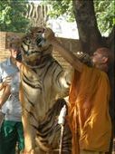 I visited Thailand in October 2012, to see the wonders  of its culture. 

It is a culture that has formulated itself over the years to adapt the the growing needs and desire of the tourists. One such thing is the animal sanctuaries, where humans can get up close and personal with 'wild' animals.

The Tiger Temple is located approximately 2.5 hours south east from Bangkok.

 This scene captivated me. We witness the strength on the tiger in its sheer size and muscles, but in contrast we see a fragility too, it when it feeds from a bottle.

The tiger's goat and the colour of the monks clothing work in unison to ensure focus is on them in this scene.

It is quiet simply a view of nature being nurtured. : by elayne, Views[242]