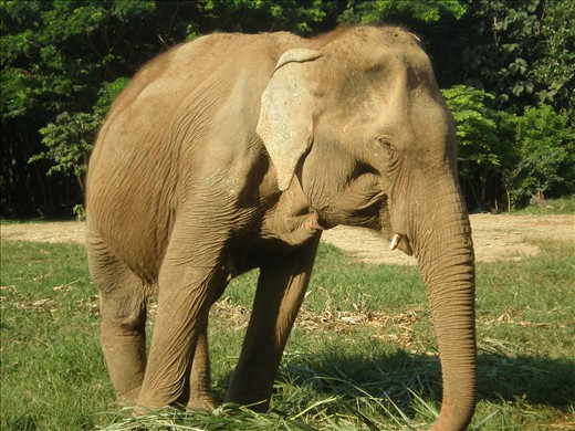 We head north of Thailand to Chiang Mai where we become engrossed in the determination and tenacity of one woman by the name of Lek.

She has worked tirelessly to help old and maimed elephants have a place where there can be safe from the tourist trade and poachers alike. 

The Elephant Nature Park is helped run by volunteers from all walks of life, who wish makes dreams become a reality.

Stroking,feeding or simply observing these beautiful beasts can be done at any time and from any distance. It becomes second nature, as much as having a household pet.

This picture shows one of the older females who has been sustained  back and hip injuries through the activity known as forced pregnancy. 

When elephants are no longer needed for tree logging (which has since ceased in Thailand), other uses are found for them. Breeding is one such option.

This elephant now has the luxury of living out her remaining years without fear.