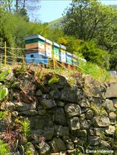 by elena_valeriote, Views[355]