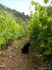 by elena_valeriote, Views[383]