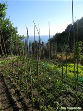 by elena_valeriote, Views[376]