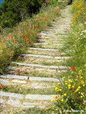 by elena_valeriote, Views[365]