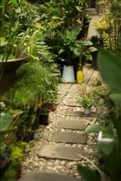 Yangjae Flower Market: Green Path: by elenaemelianova, Views[226]