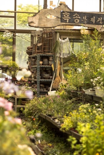 Yangjae Flower Market: Turning Yellow