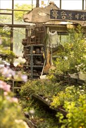 Yangjae Flower Market: Turning Yellow: by elenaemelianova, Views[257]