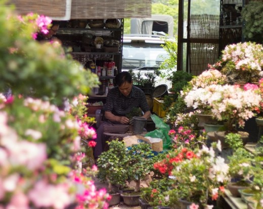 Yangjae Flower Market: From Seed To Tree