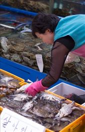 Noryanjin Fish Market: Pink Gloves: by elenaemelianova, Views[950]
