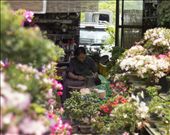 Yangjae Flower Market: From Seed To Tree: by elenaemelianova, Views[534]