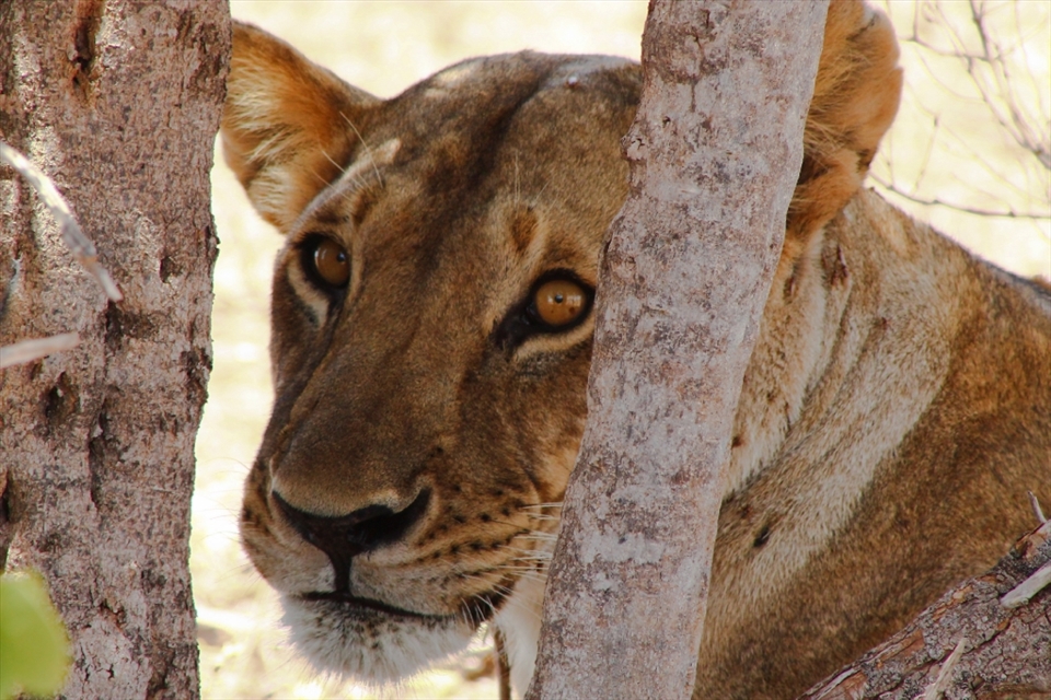 Huge, majestic, regal, a lioness at Tsavo East. She looks at the lens.