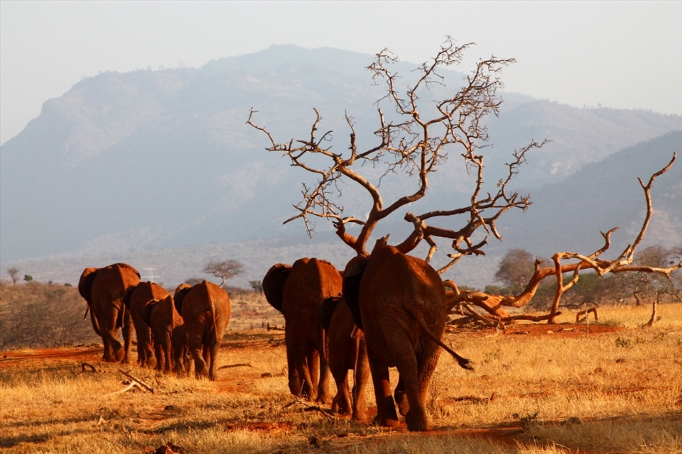 Elephants moving in a ierarchical row, to protect a cub.
