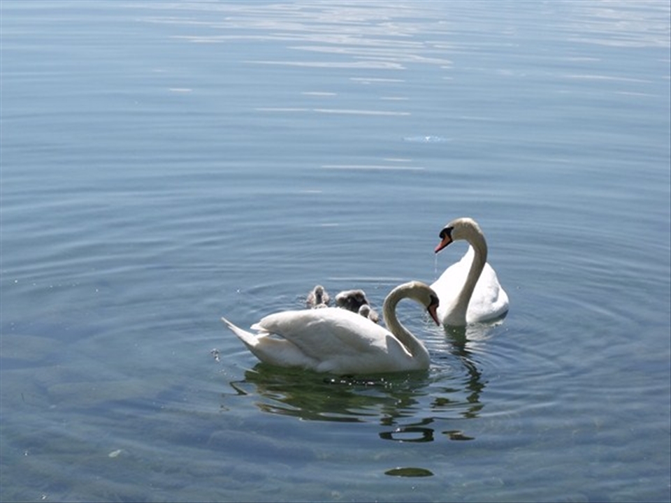These beautufull wild swans swim in the shallow waters around the old city 