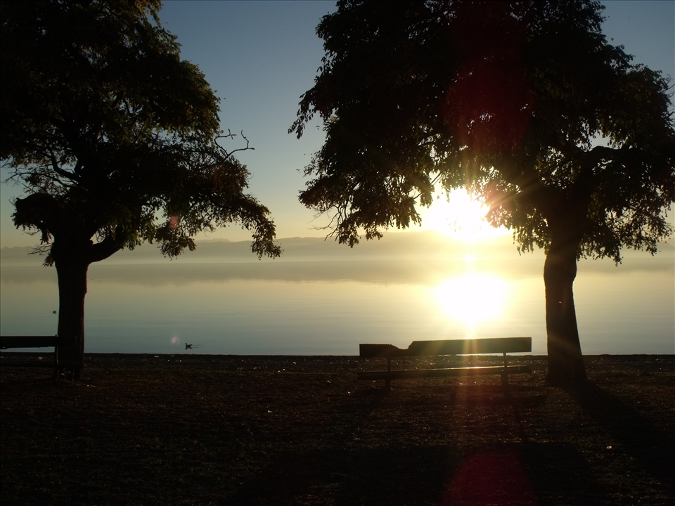 If only these trees could talk. They would tell us all the secrets of the lake  