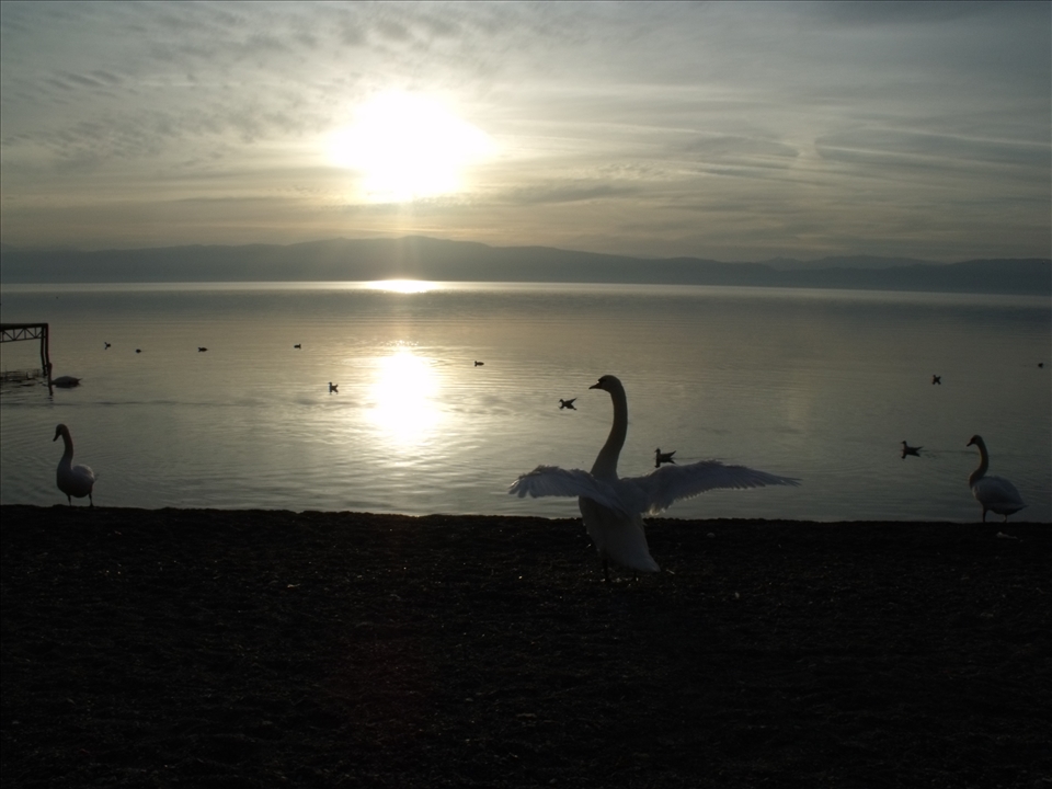 A bird freely flapping its wings on the shores is a gesture only the lake can translate. 