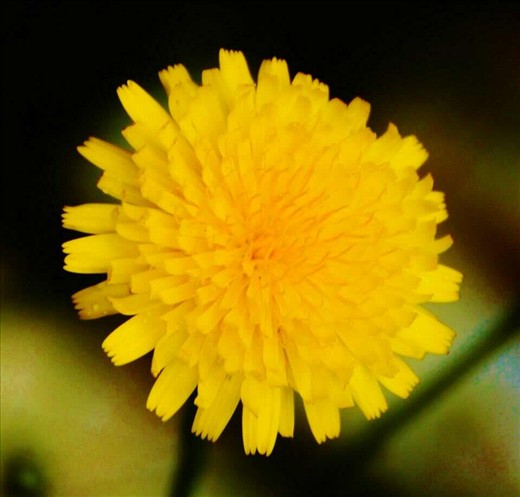 Rain drops on flower