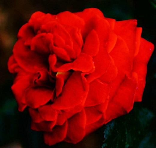 Deep red rose