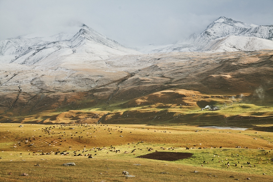 In May, each year, Kyrgyz shepherds take the road to the mountains with their cattle and their families. They leave villages to get back to the ancient nomad life. They live in yurts for 4 months, far away from civilization, where grass is green and nourishing for their horses, cows and sheeps. In September, when the peaks turn white, they pack back to the valleys.