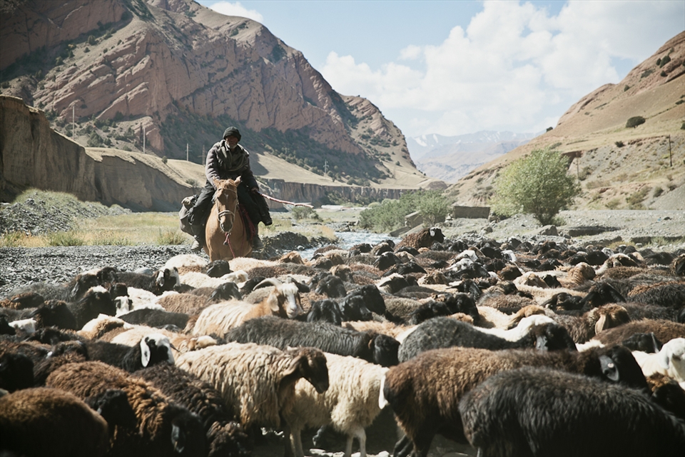 The animals often don’t belong to the shepherds who take care of them during the summer. Richer farmers pay them to go to the “jailoos” – the name for pastures in Kyrgyzstan. Every week, shepherds get down from the mountains to go sell the sheeps in animal markets that can be found all around the country.
