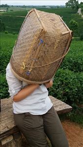 by eliserininger, Views[207]