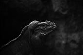 Iguana, proudly basking in the sun. : by elisha_morrissey-18, Views[229]