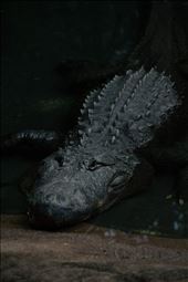 Sleeping Crocodile, todays modern Dinosaur : by elisha_morrissey-18, Views[246]