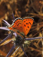 by elividal, Views[255]