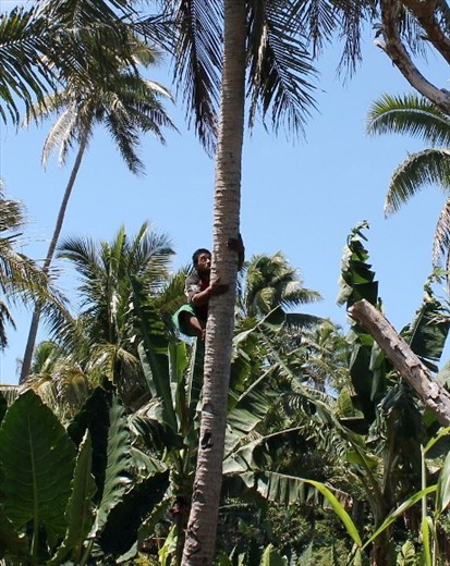 Many rural Tongan’s rely on plantation and agriculture (such as banana’s, vanilla beans and coconut) to sell at markets for as little as 20c. As we were driving we found this man walking along the side of the road – our taxi driver stopped and asked him if he would climb a coconut tree and fetch some coconuts so we could experience fresh milk from the shell.