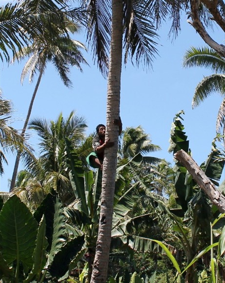 Many rural Tongan’s rely on plantation and agriculture (such as banana’s, vanilla beans and coconut) to sell at markets for as little as 20c. As we were driving we found this man walking along the side of the road – our taxi driver stopped and asked him if he would climb a coconut tree and fetch some coconuts so we could experience fresh milk from the shell.