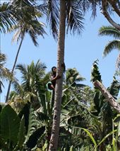 Many rural Tongan’s rely on plantation and agriculture (such as banana’s, vanilla beans and coconut) to sell at markets for as little as 20c. As we were driving we found this man walking along the side of the road – our taxi driver stopped and asked him if he would climb a coconut tree and fetch some coconuts so we could experience fresh milk from the shell.: by elizabethm, Views[508]