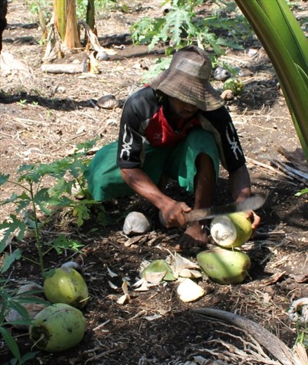 As he did this happily and also took the time to cut the tops off the coconuts to make it easier for us to drink, we realized the shoes he had taken off and left on the ground before climbing the tree had little to no soles left.  We gave him 20 tongan pa’anga (dollars) to which he told us he was going to buy a new pair of shoes with the money.  This comment made us realize how fortunate we are in our own country, and just how much we take for granted.  Not all are as fortunate as ourselves.