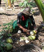 As he did this happily and also took the time to cut the tops off the coconuts to make it easier for us to drink, we realized the shoes he had taken off and left on the ground before climbing the tree had little to no soles left.  We gave him 20 tongan pa’anga (dollars) to which he told us he was going to buy a new pair of shoes with the money.  This comment made us realize how fortunate we are in our own country, and just how much we take for granted.  Not all are as fortunate as ourselves.: by elizabethm, Views[430]