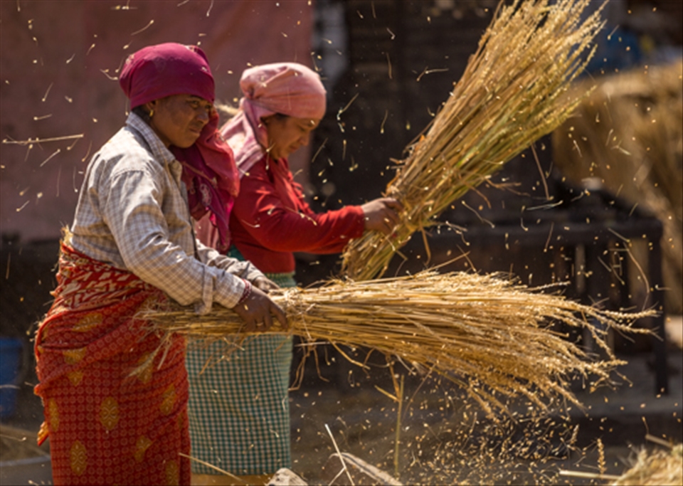 There are drastic differences in how the Nepalese interact with nature compared to many people from my own country. These women thresh massive stacks of grain for hours under a relentless sun in Bhaktapur to prepare a meal that I could easily buy at a store at home   