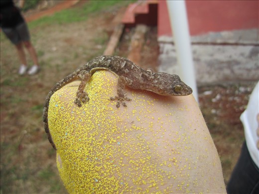 Gregory the Gecko. This little guy joined us in revamping a primary school.
