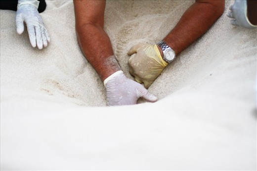 The dig: Performed by Mr Ahmed Chikhi (aka “Chikhi”), businessman by day and turtle ranger by night. Because the hawksbill turtle is critically endangered, some extra measures are taken to ensure that the hatchlings reach the sea safely. This includes a controlled release, where the little ones are carefully aided through the last layer of sand and later into the sea. No turtles are dug out until the rangers are certain they have hatched and already started making their way towards the surface.
