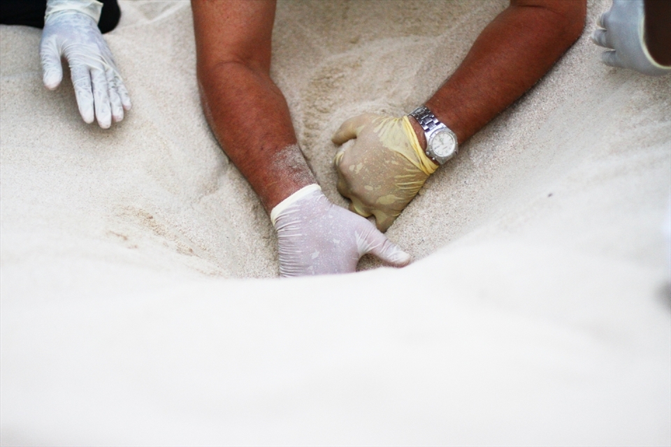 The dig: Performed by Mr Ahmed Chikhi (aka “Chikhi”), businessman by day and turtle ranger by night. Because the hawksbill turtle is critically endangered, some extra measures are taken to ensure that the hatchlings reach the sea safely. This includes a controlled release, where the little ones are carefully aided through the last layer of sand and later into the sea. No turtles are dug out until the rangers are certain they have hatched and already started making their way towards the surface.