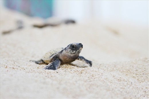 Valuable hatchlings: Each turtle in Fuwairit counts, as the population of Hawksbill turtles is estimated to have decreased by 80% over the past three generations.  The hatchlings are counted and weighed before they cross the warm sand into the sea, for the last time in twenty years for females, or last time ever for males.