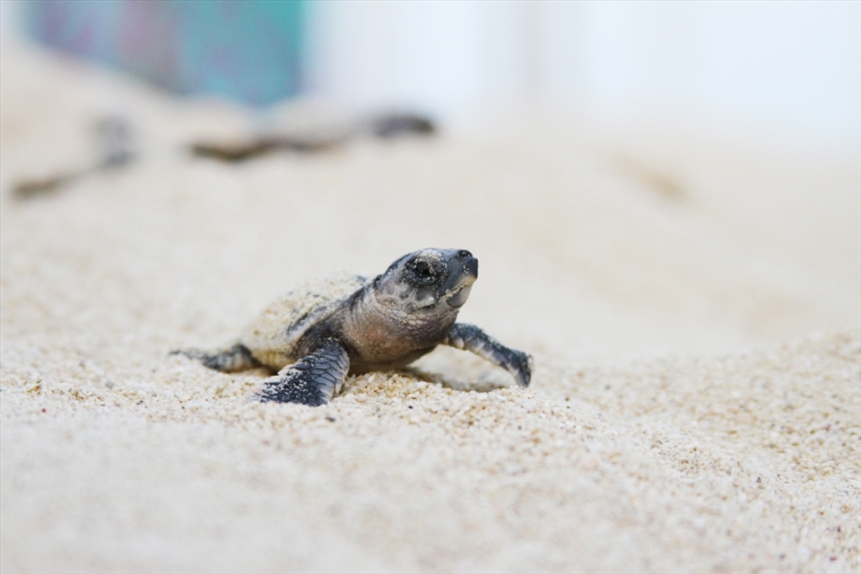 Valuable hatchlings: Each turtle in Fuwairit counts, as the population of Hawksbill turtles is estimated to have decreased by 80% over the past three generations.  The hatchlings are counted and weighed before they cross the warm sand into the sea, for the last time in twenty years for females, or last time ever for males.