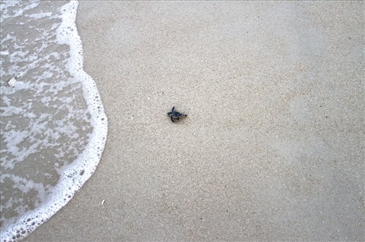 Successful release: During the first two days of the 2013 hatching season, 129 sea turtles make it into the surf in Fuwairit. At this time of year there are still many nests to monitor and many hatchlings to help in Qatar. 