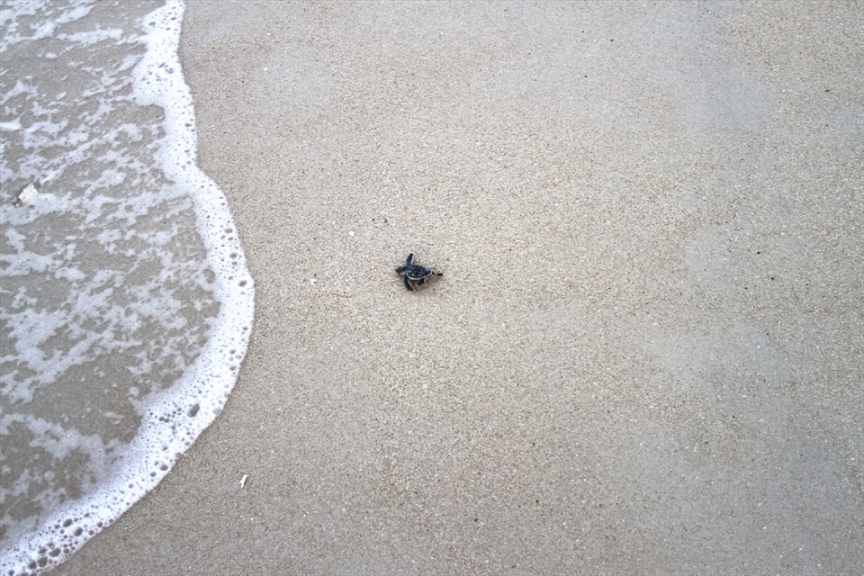 Successful release: During the first two days of the 2013 hatching season, 129 sea turtles make it into the surf in Fuwairit. At this time of year there are still many nests to monitor and many hatchlings to help in Qatar. 