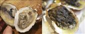 From shucked oyster to finished gem. Gorgeous and oh, so tasty!: by elysabeh, Views[326]
